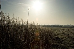 Frosty-Mornings-in-the-Countryside