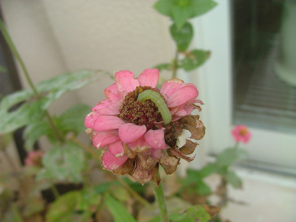 [DSCF0987%255B4%255D.jpg]