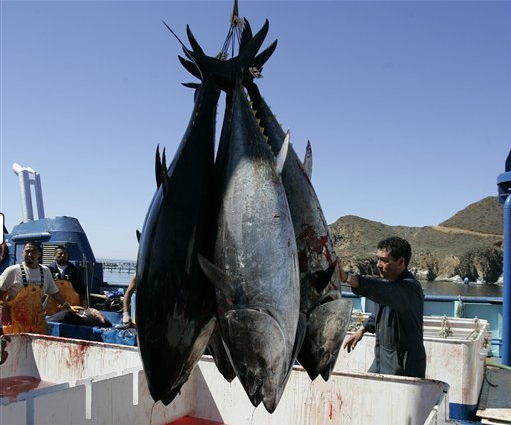 This 5 March 2007 file photo shows workers harvesting bluefin tuna from Maricultura’s tuna pens near Ensenada, Mexico. New research found increased levels of radiation in Pacific bluefin tuna caught off the coast of Southern California. Scientists said the radiation found in the fish came from Japan’s Fukushima nuclear plant that was crippled by the 2011 earthquake and tsunami. CHRIS PARK / AP Photo