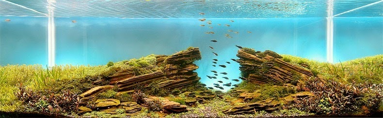 aquascaping-2