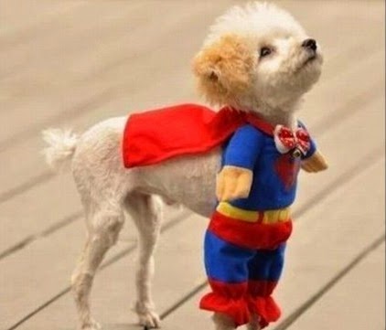 [tiny_superman_dog_cr_user_cheersop_from_imgfave%255B3%255D.jpg]