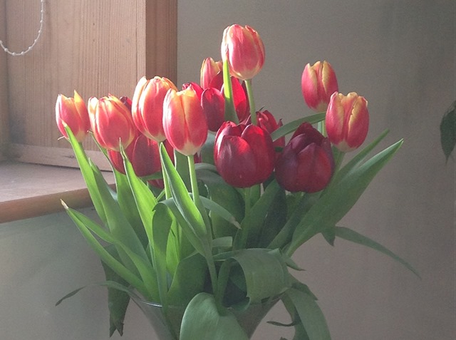 [tulips%255B8%255D.jpg]