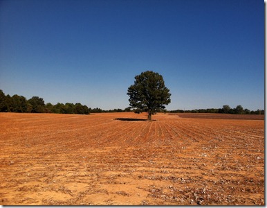 After the harvest