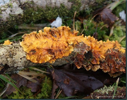 15-orange-lichen