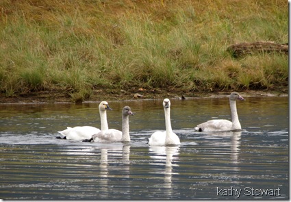 Tundra Swan family