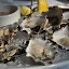 Foreign Cinema Hog Island Oysters.JPG