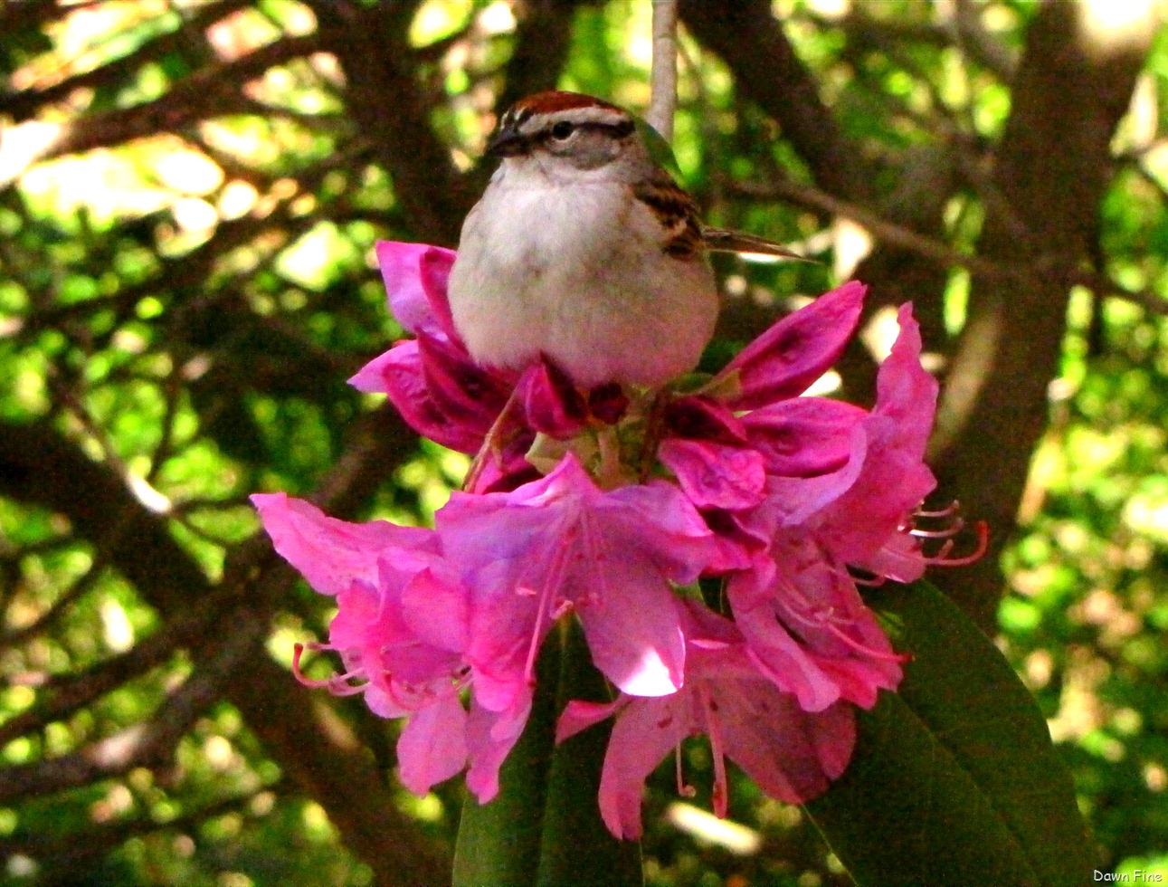 [Birds%2520at%2520window_069%255B13%255D.jpg]