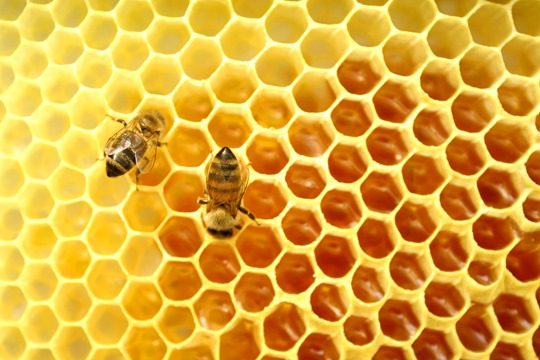 Honeycomb Honeycomb