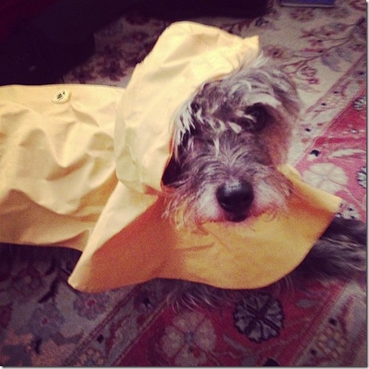 hurricane-sandy-dogs-22