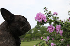 I just love learning about flowers, Sharkey.  They are one of my favorite things about living on the farm!