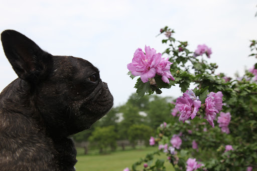 I just love learning about flowers, Sharkey.  They are one of my favorite things about living on the farm!