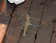 PrawnFishing_EscapedPrawn_4