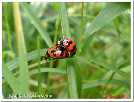 ladybird mating 01 ladybird mating 01