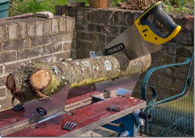 timber teeth timber teeth