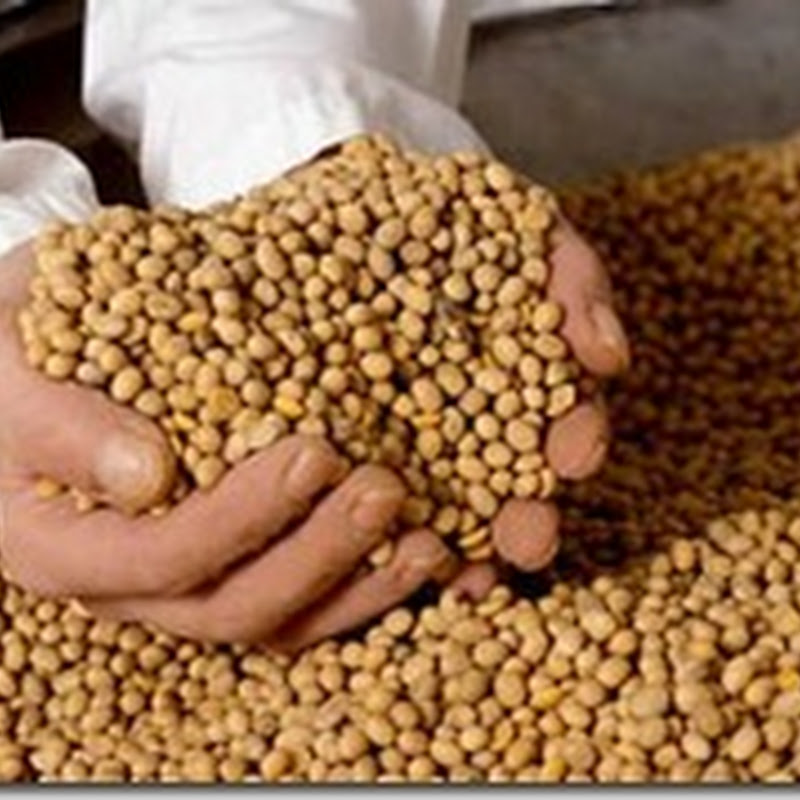Abusos do agronegócio: os transgênicos em xeque