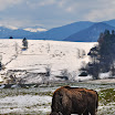 DSC32259_6_bison_bonasus.jpg