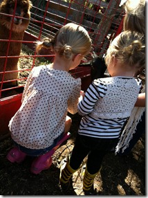 IMG_2260 IMG_2260