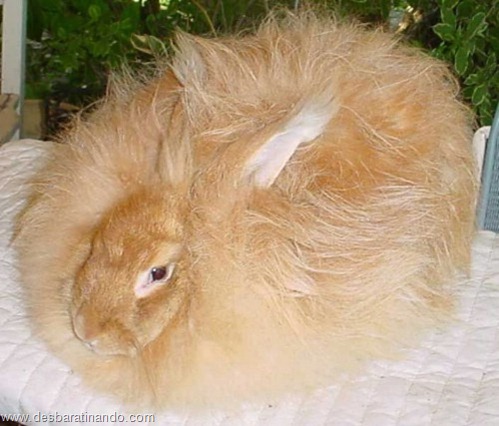 coelho angora peludo desbaratinando (8) coelho angora peludo desbaratinando (8)