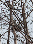 Chat...chat...chat!  I'm really glad that Frenchies aren't good climbers.