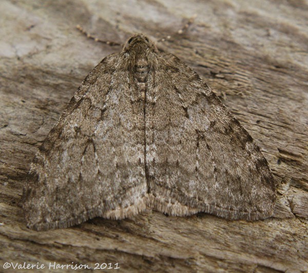 [november-moth-2%255B2%255D.jpg]