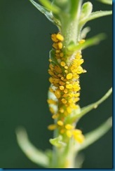 aphids