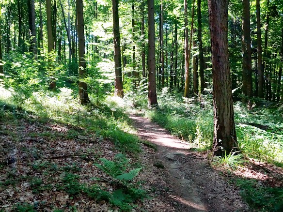 Eine Teilstrecke des Rückwegs verläuft über schöne Trails. IMG_20130801_112517.jpg