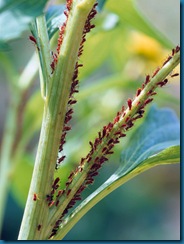 aphids on coneflower