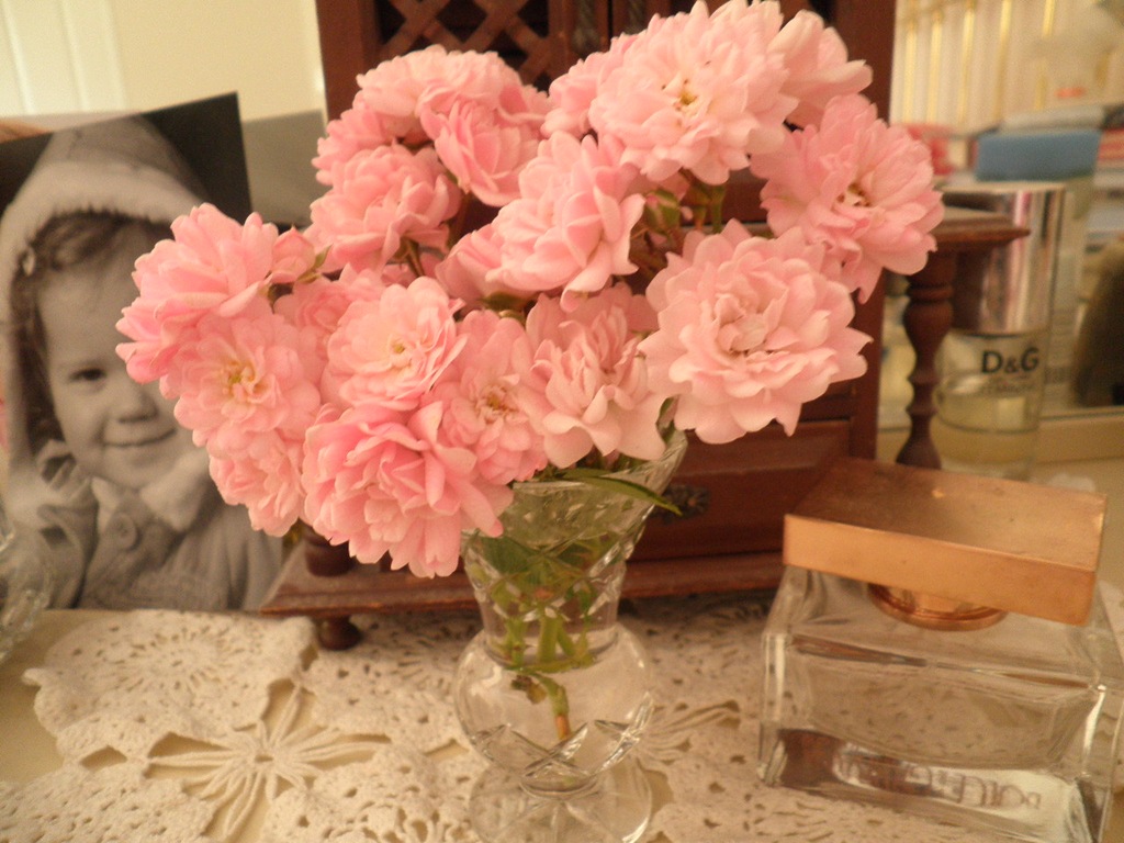 [little%2520pink%2520rose%255B3%255D.jpg]