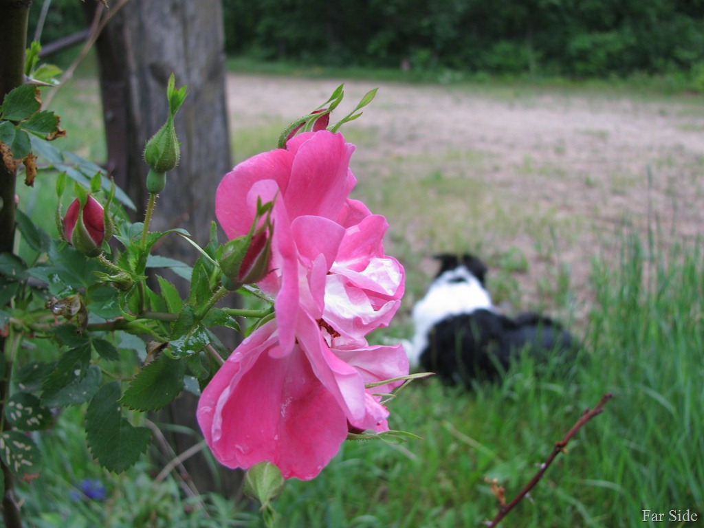 [Chance%2520and%2520the%2520climbing%2520roses%255B9%255D.jpg]