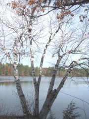 11.2011 Maine Birch trees at my cousin Andys old place Norway