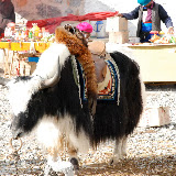Shangri-la - a yak
