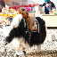 Shangri-la - a yak