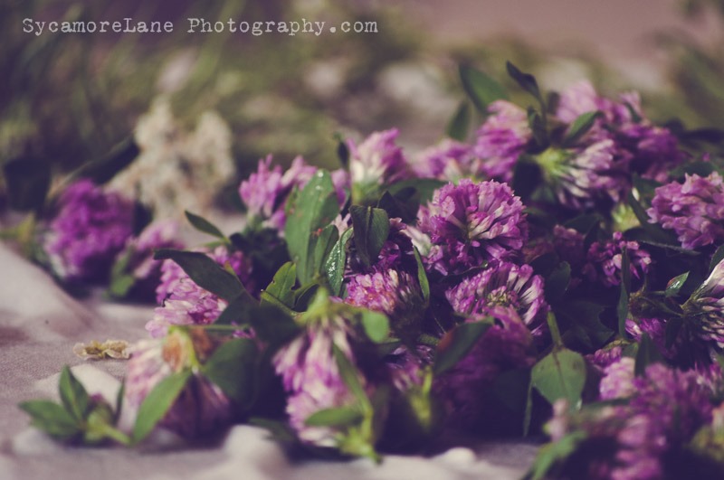 [SycamoreLane-Photography-Herbs-35.jpg]
