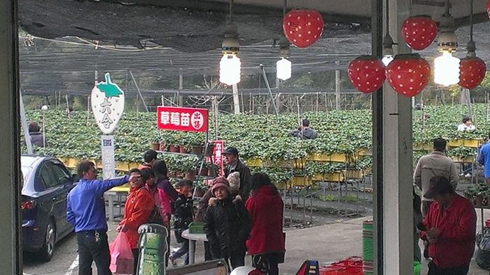 苗栗大湖~六合草莓園~