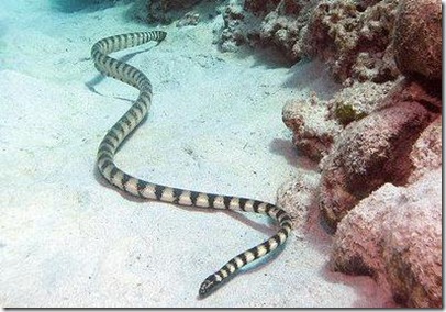 serpiente marina serpiente marina