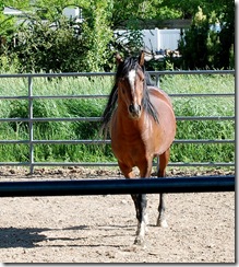 horses2011