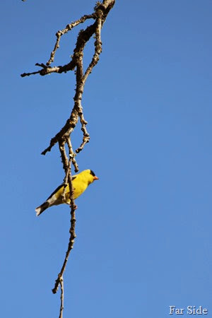 Gold Finch Hanging Around