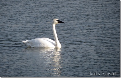 Trumpeter Swan