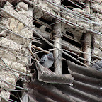 Palomas engarzadas