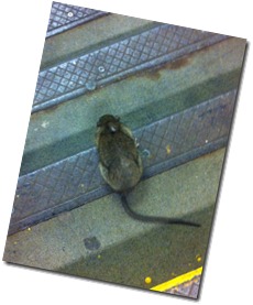 rat on the subway