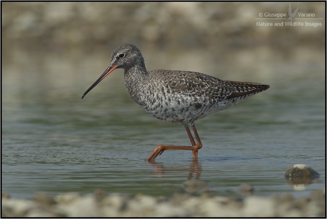 Totano-Moro---Spotted-Redshank-(Tringa-erythropus)-041611__DM38392