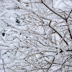 Thick snow on the tree branches Thick snow on the tree branches