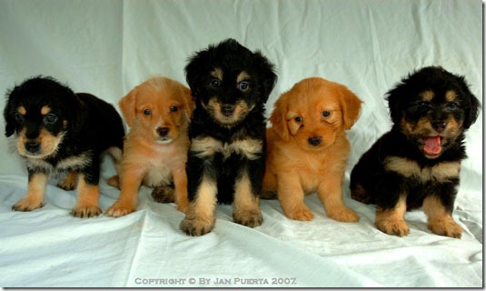 fotos de perritos imagenesifotos.blogspot (4)