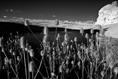 The-Teasles-5