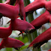 Red Hanging Thing.jpg