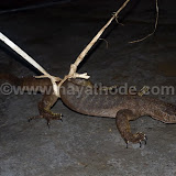 Udumbu at Nayathode 15.JPG
