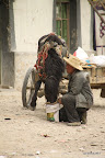 Tibetan man feeding a horse