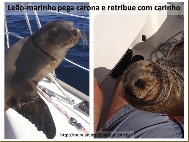 leao-marinho