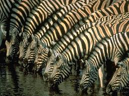 [Zebras2%255B2%255D.png]