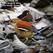 Blue-headed Pitta-02.jpg